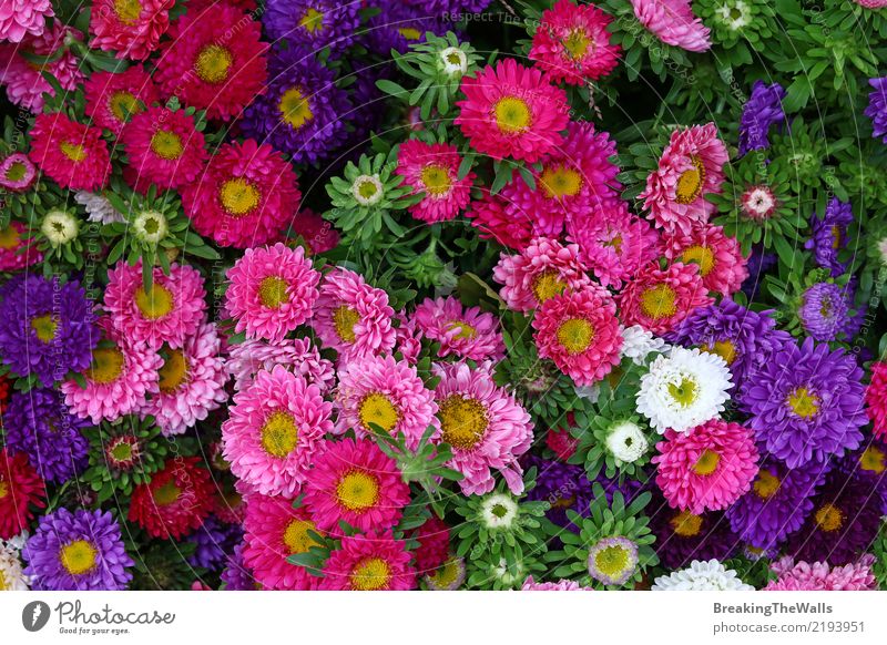 Hintergrund von Mehrfarbenasterblumen schließen oben Feste & Feiern Valentinstag Natur Pflanze Herbst Blume Blatt Blüte Astern Garten frisch grün rosa