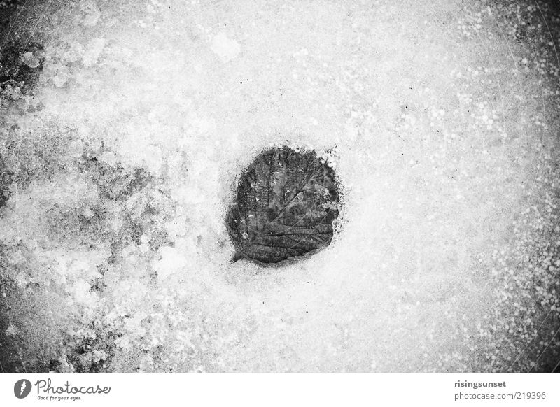 Das Blatt Umwelt Natur Pflanze Winter Klima Eis Frost Schnee alt ästhetisch dunkel kalt grau schwarz weiß Schwarzweißfoto Außenaufnahme Nahaufnahme