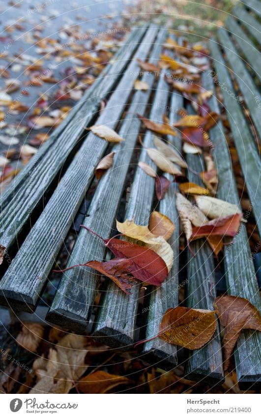 Schon besetzt Herbst Blatt Park Holz trist braun gelb Parkbank Herbstlaub herbstlich Herbstwetter Maserung verwittert Farbfoto Gedeckte Farben Außenaufnahme