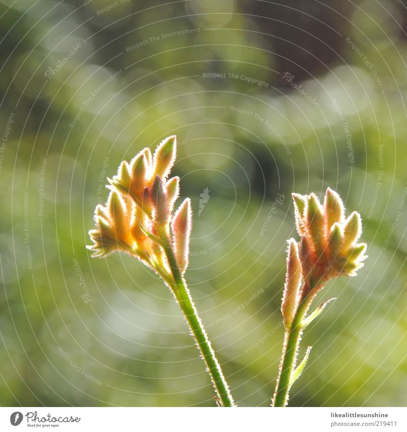 erleuchtete Anigozanthos Natur Sonnenlicht Schönes Wetter Pflanze Blume Blüte Topfpflanze Blühend Wachstum Farbfoto Außenaufnahme Nahaufnahme Detailaufnahme
