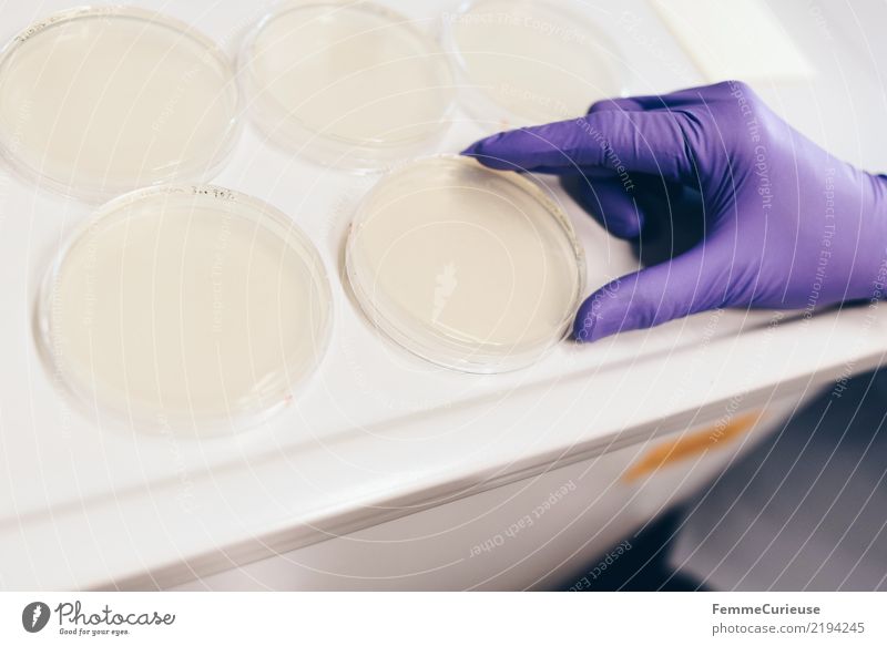 Science is beautiful (23) Wissenschaften Fortschritt Zukunft kompetent Labor Laborschale Labortisch Petrischale berühren wählen Bakterien Handschuhe