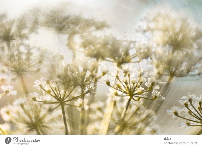 mein Bild für heute Umwelt Natur Pflanze Blühend leuchten hell Farbfoto Außenaufnahme Menschenleer Sonnenlicht Sonnenstrahlen Blüte Stengel Textfreiraum oben