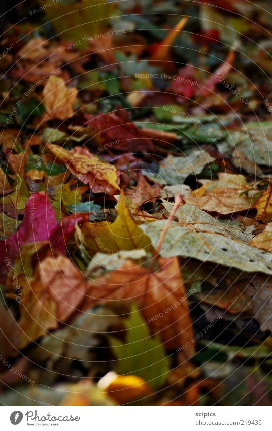 Herbstlaub Natur Klimawandel Wetter Blatt Wege & Pfade alt Farbfoto mehrfarbig Außenaufnahme Nahaufnahme Detailaufnahme Menschenleer Tag Licht Kontrast