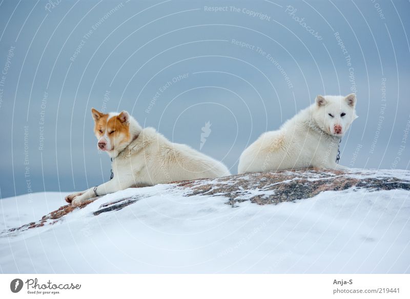 Schlittenhunde Winter Schnee Natur Himmel Eis Frost Tier Nutztier Hund 2 liegen Blick blau weiß Zufriedenheit selbstbewußt Trägheit Farbfoto Gedeckte Farben
