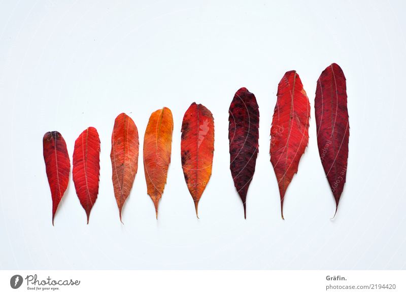 8 shades of red Umwelt Pflanze Herbst Blatt entdecken leuchten verblüht dehydrieren schön natürlich rot weiß unbeständig Farbe Natur Ordnung Umweltschutz
