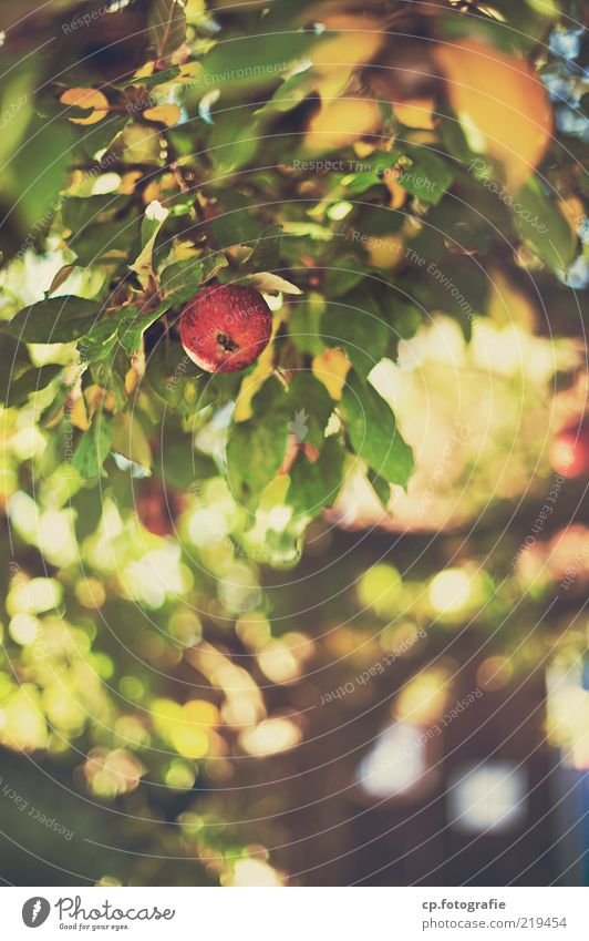Können Vitamine Sünde sein? Umwelt Natur Pflanze Herbst Schönes Wetter Blatt Nutzpflanze Apfel Apfelbaum Frucht fruchtig Zufriedenheit Farbfoto Tag Schatten
