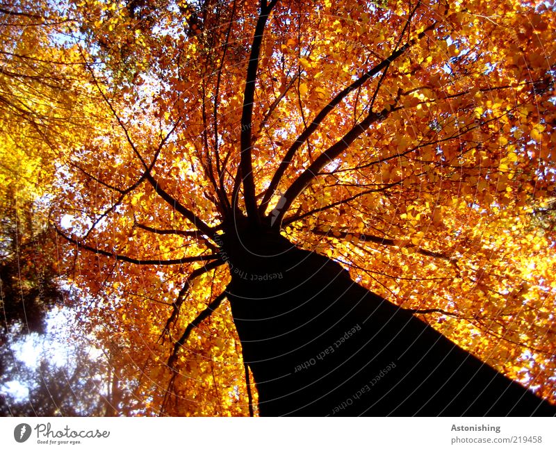 der König mit der roten Krone Umwelt Natur Himmel Herbst Wetter Schönes Wetter Pflanze Baum Blatt Wald stehen braun gelb gold schwarz Macht Ast Geäst hoch Linie