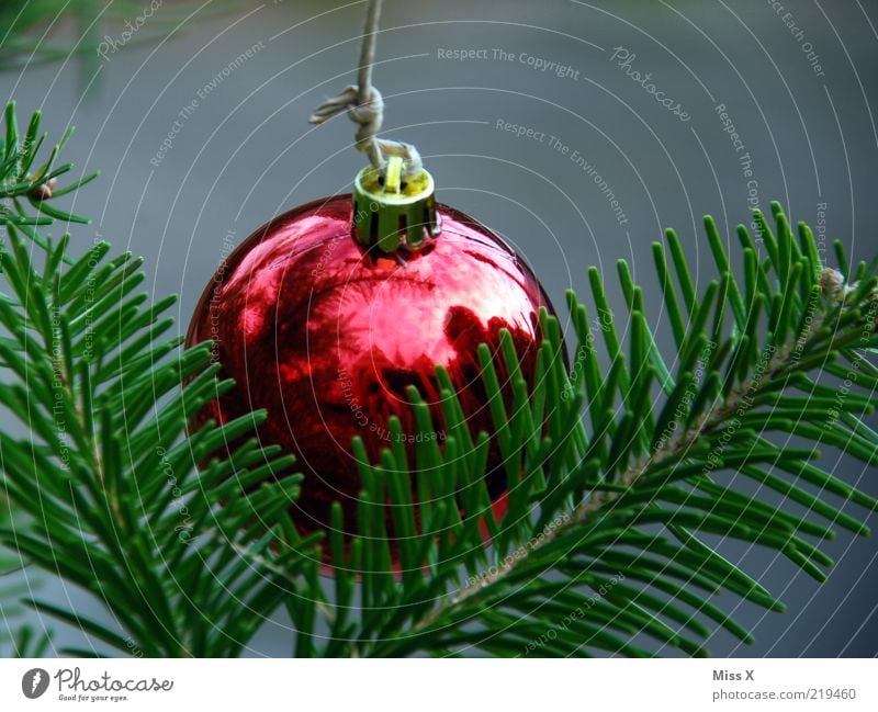 Glaskugel glänzend rot Christbaumkugel Baumschmuck Weihnachtsdekoration Weihnachten & Advent Tannennadel Farbfoto mehrfarbig Nahaufnahme Hintergrund neutral