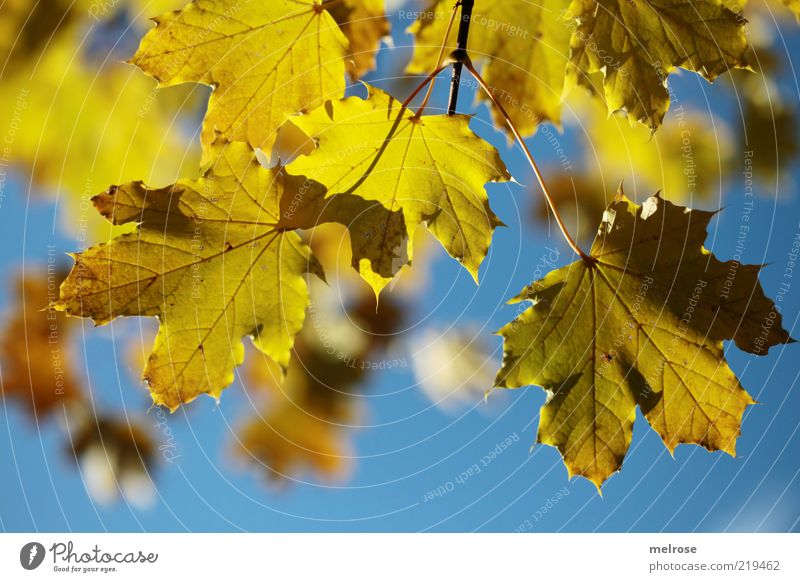 Herbstleuchten Umwelt Natur Himmel Schönes Wetter Blatt Ahornblatt blau gelb Farbfoto Gedeckte Farben Außenaufnahme Detailaufnahme Menschenleer