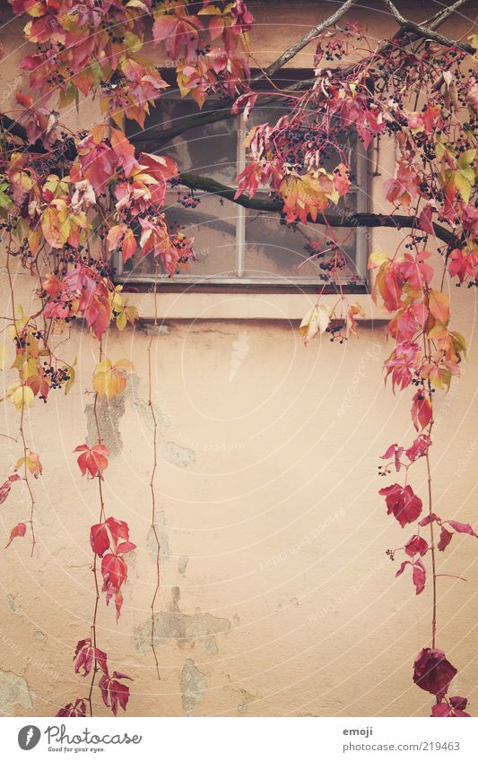 weinrot Herbst Pflanze Mauer Wand Fassade Fenster alt Ranke Blatt frontal Ast Farbfoto mehrfarbig Außenaufnahme Textfreiraum unten Textfreiraum Mitte