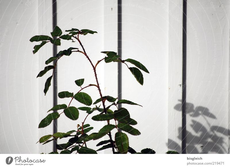 Das Ende der Saison VIII Pflanze Blatt Grünpflanze Wand Holz grün weiß ruhig Vergänglichkeit Saisonende Schatten Farbfoto Gedeckte Farben Außenaufnahme Tag