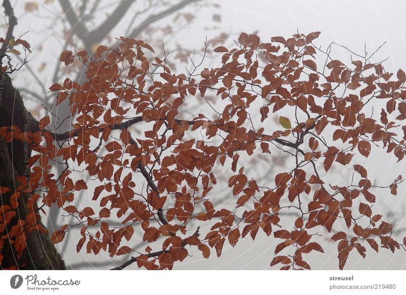 Nebelwald Umwelt Natur Pflanze Herbst Wetter Baum Blatt Buche Holz Wachstum hell trist braun Stimmung ruhig Farbfoto Gedeckte Farben Außenaufnahme