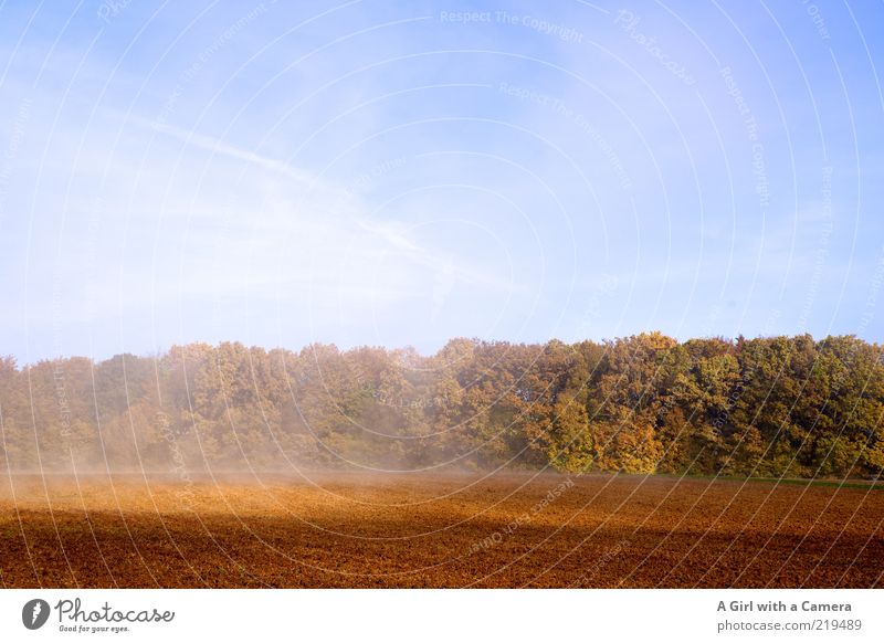 rising mist Umwelt Natur Landschaft Pflanze Luft Himmel Wolkenloser Himmel Herbst Wetter Schönes Wetter Nebel Baum Feld Wald natürlich blau braun mehrfarbig