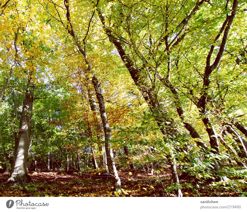 Buchenwald Umwelt Baum Park Wald braun gelb gold grün Herbst Herbstlaub Herbstfärbung Herbstwald Blätterdach Farbfoto Außenaufnahme Menschenleer Weitwinkel
