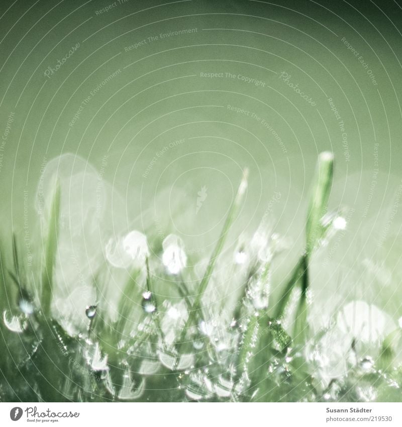 oOIoIoO/oOoOOI Natur Erde Wasser Wassertropfen Pflanze Gras Wiese glänzend Blendenfleck Halm Tau Morgen feucht nass Tropfen Farbfoto Nahaufnahme Detailaufnahme