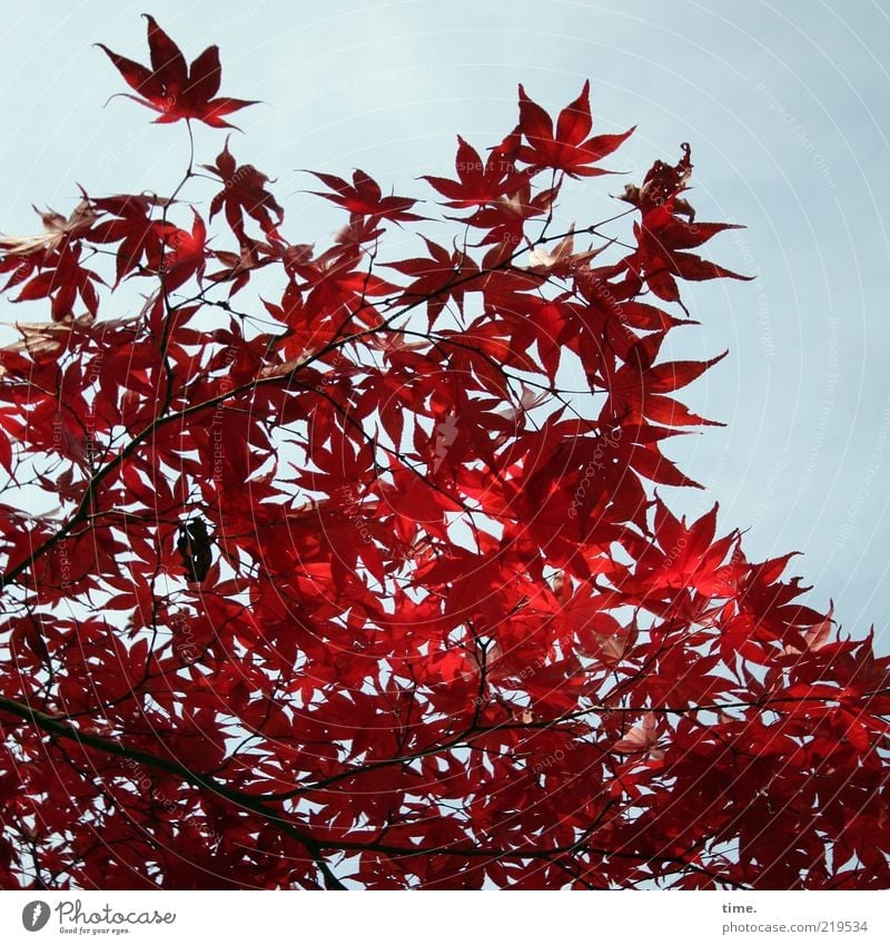 Herbstglut Umwelt Natur Pflanze Sonnenlicht Baum Blatt außergewöhnlich authentisch exotisch rot Wachstum Ahorn Farbfoto Außenaufnahme Nahaufnahme Menschenleer