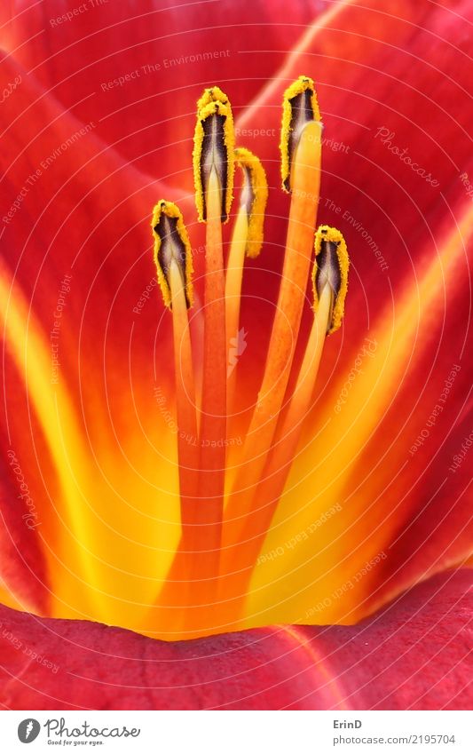 Rote Blumenlinien und -kurven Design Glück Frau Erwachsene Mann Natur Pflanze hell klein gelb rot Farbe Taglilie Staubfäden aufregend interessant Neigung