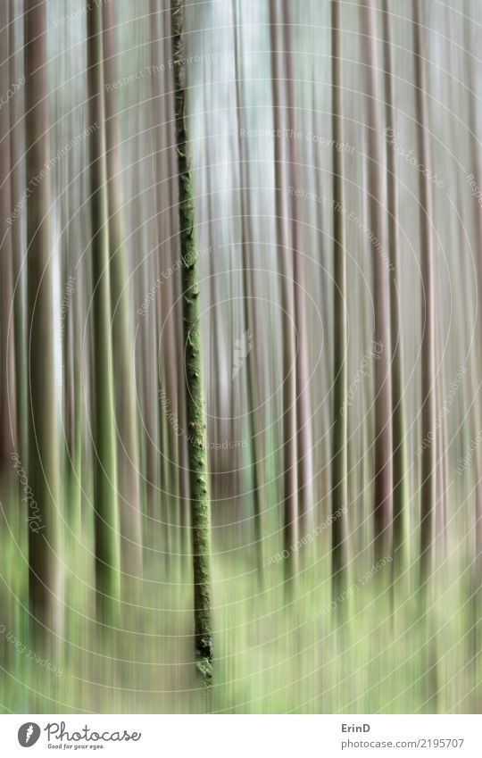 Bäume von Glencoe ruhig Ferien & Urlaub & Reisen Tourismus wandern Natur Baum Wald Hain Baumrinde Textur grün abstrakt atmen Blick elegant schön natürlich