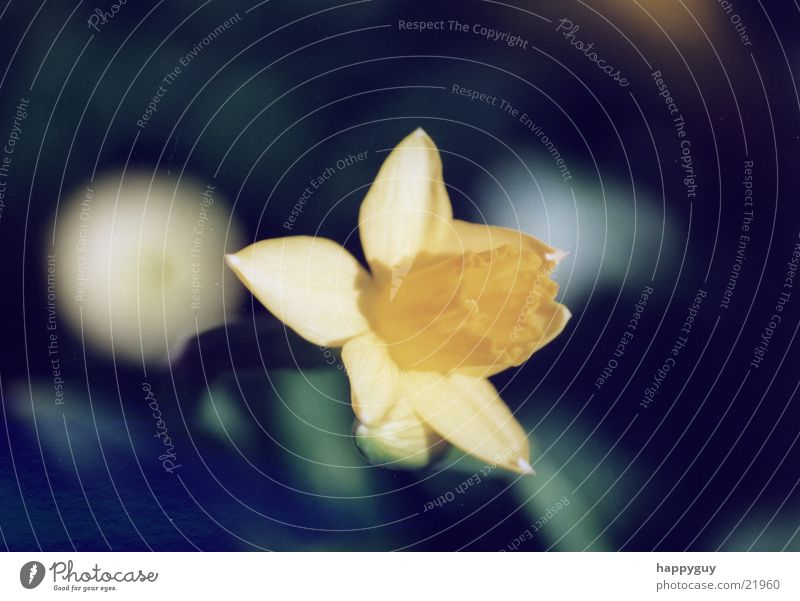 Osterglocke Blume Pflanze Gelbe Narzisse Natur
