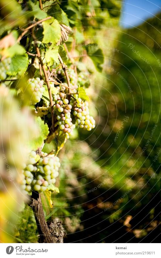 Vermutlich Spätlese Umwelt Natur Pflanze Sonnenlicht Herbst Schönes Wetter Wärme Blatt Grünpflanze Nutzpflanze Wein Weintrauben hängen Wachstum grün Farbfoto
