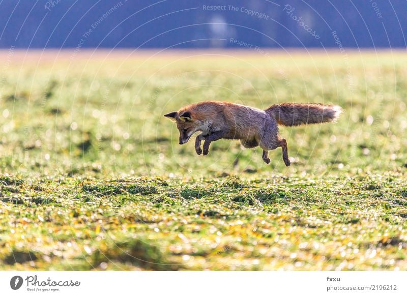 Maus! Umwelt Natur Landschaft Tier Wildtier 1 Fährte Weitsprung braun grün Fuchs springen Jagd Naturschutzgebiet Nationalpark Farbfoto Menschenleer Textfreiraum