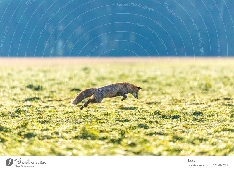 Fang die Maus Umwelt Natur Landschaft Tier Wildtier 1 Fährte grün Fuchs springen Jagd Naturschutzgebiet Nationalpark Farbfoto Menschenleer Textfreiraum oben Tag