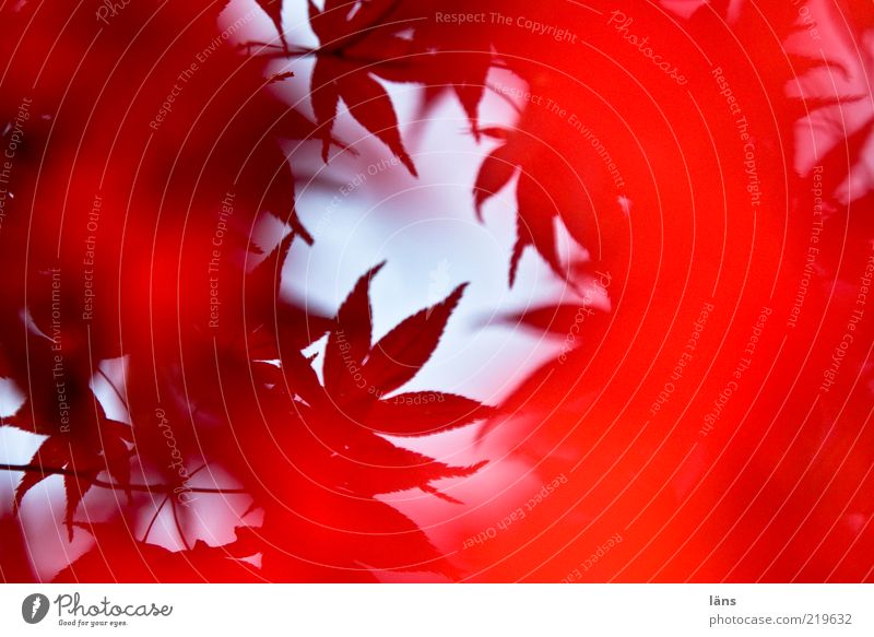 Wirbelwind Umwelt Natur Pflanze ästhetisch rot Herbst herbstlich Herbstlaub Blätterdach Blatt Japanischer Ahorn Farbfoto Außenaufnahme Menschenleer