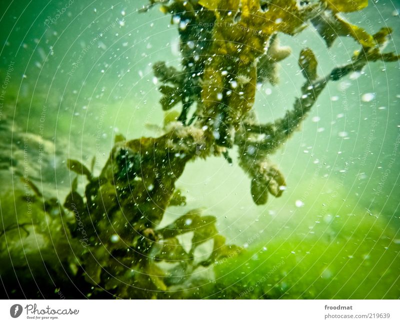 grün Umwelt Natur Pflanze Urelemente Wasser Flüssigkeit Meerwasser Luftblase Farbfoto mehrfarbig Außenaufnahme Unterwasseraufnahme Menschenleer Tag Algen Ostsee