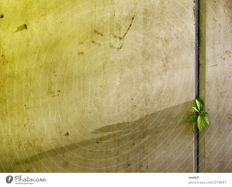 Die Kunst der Fuge Pflanze Sträucher Blatt Trieb Mauer Wand klein listig Neugier grün Mut Tatkraft Leidenschaft Sicherheit Schutz Geborgenheit Wachstum