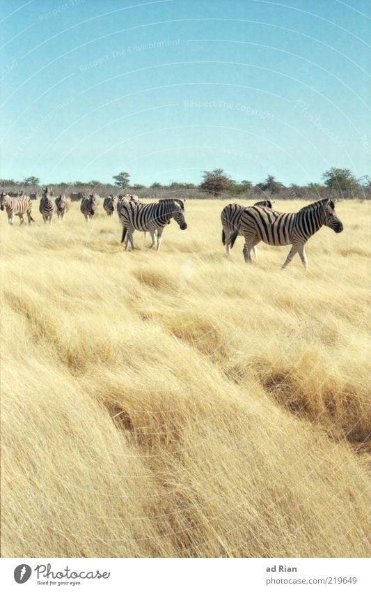 durch die Savanne streifen Landschaft Himmel Gras Sträucher Etoscha-Pfanne Namibia Afrika Tier Wildtier Zebra Tiergruppe Herde trocken wild Wildnis Freiheit
