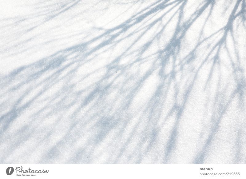 Schattendasein Natur Winter Eis Frost Schnee Sträucher Ast Linie Schattenspiel frisch hell kalt natürlich Originalität Farbfoto Außenaufnahme abstrakt Muster