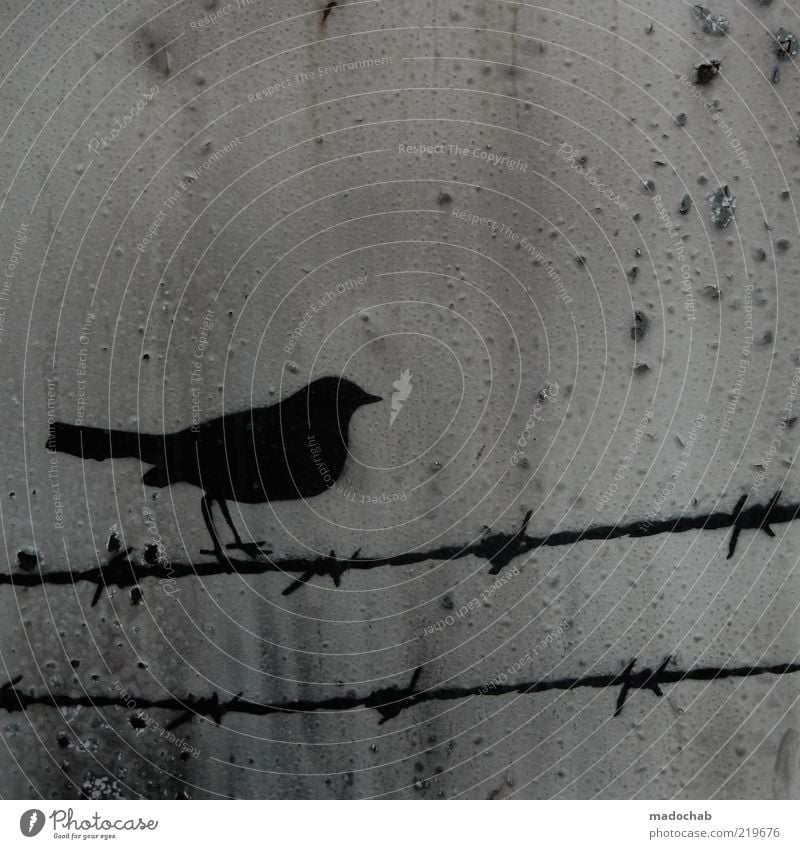 Anti-Zugvogel Umwelt Tier Vogel Metall Rost Zeichen Graffiti Stacheldrahtzaun Farbfoto Außenaufnahme Nahaufnahme Detailaufnahme Strukturen & Formen Menschenleer