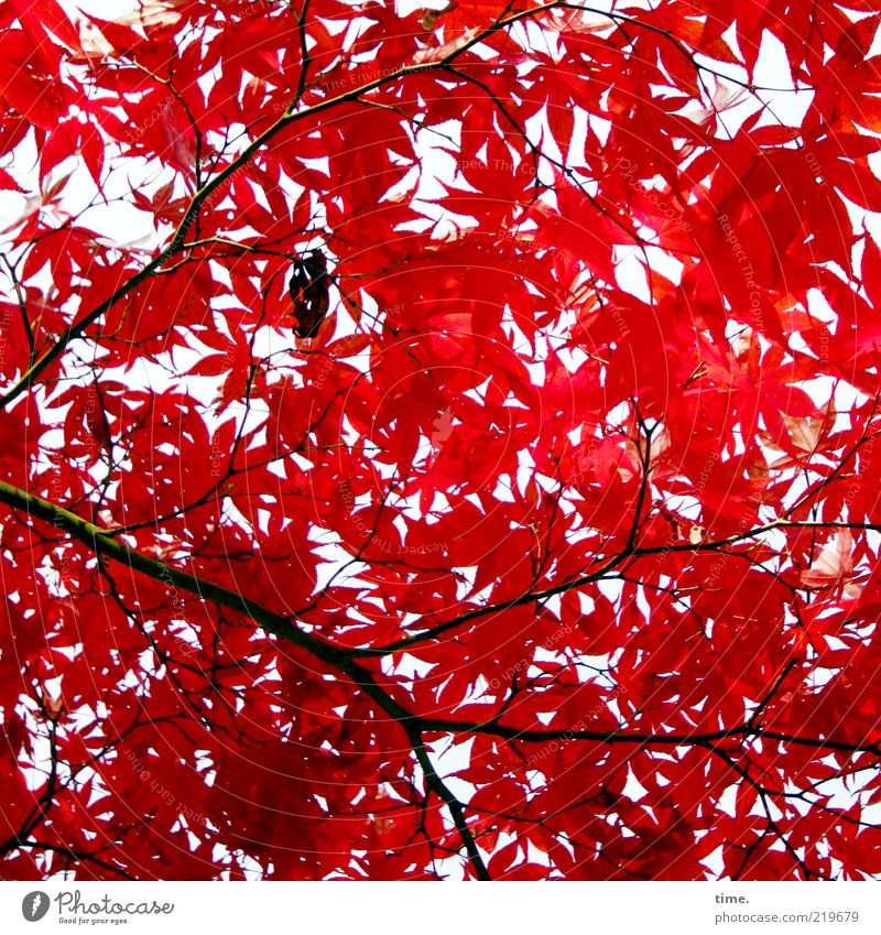 Herbstfeuer elegant exotisch schön Leben Umwelt Natur Pflanze Baum Blatt glänzend Wachstum authentisch außergewöhnlich rot Kraft Ahorn Farbfoto Gedeckte Farben