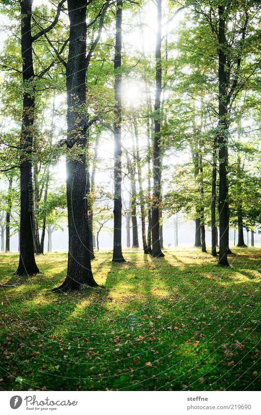 gleißend Umwelt Natur Sonne Sonnenlicht Schönes Wetter Baum Wald Erholung natürlich schön HDR Schatten Farbfoto Sonnenstrahlen Gegenlicht Waldboden Gras Wiese