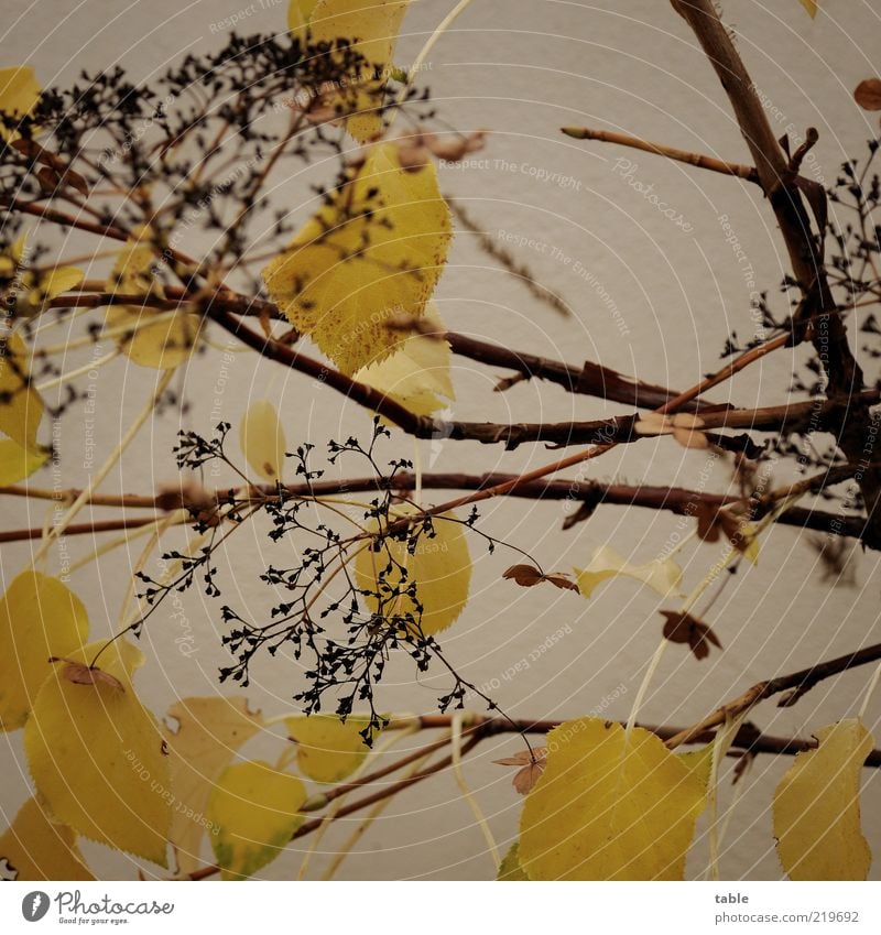 trübe Stimmung Pflanze Herbst schlechtes Wetter Blatt Blüte Grünpflanze Wildpflanze Mauer Wand Fassade verblüht dehydrieren alt trocken braun gelb schwarz
