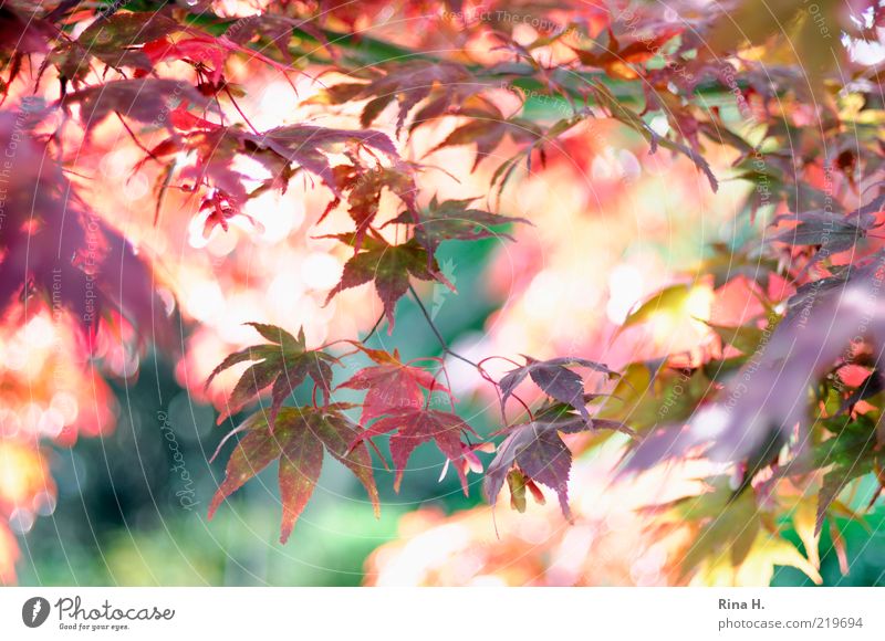 HerbstFlash Natur Pflanze leuchten dehydrieren natürlich mehrfarbig gold grün rosa rot Stimmung Lebensfreude ästhetisch Vergänglichkeit Wandel & Veränderung
