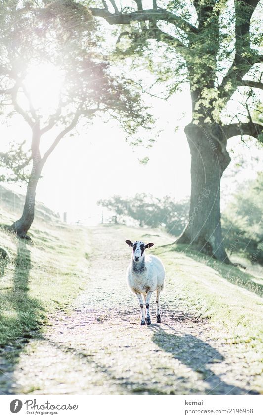 Schaf auf dem Weg Erholung ruhig Freizeit & Hobby Natur Tier Schönes Wetter Baum England Wege & Pfade Nutztier Tiergesicht 1 Blick stehen authentisch