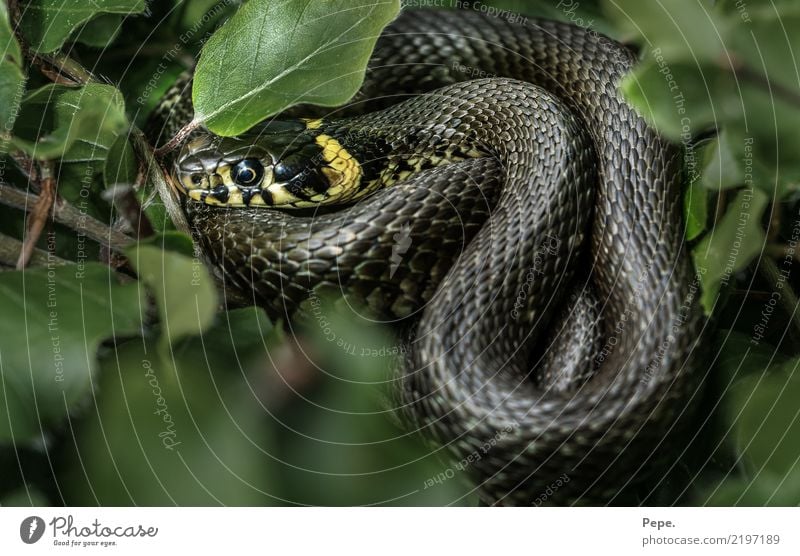 Ringelnatter Natur Sträucher Wildtier Schlange 1 Tier kalt grün Sonnenbad Buchenblatt gelb Reptil Farbfoto Makroaufnahme