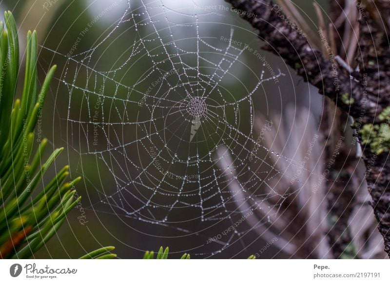 Spinnennetz mit Tau Natur Baum Alpen Essen fangen Wassertropfen Symmetrie Farbfoto Außenaufnahme Makroaufnahme