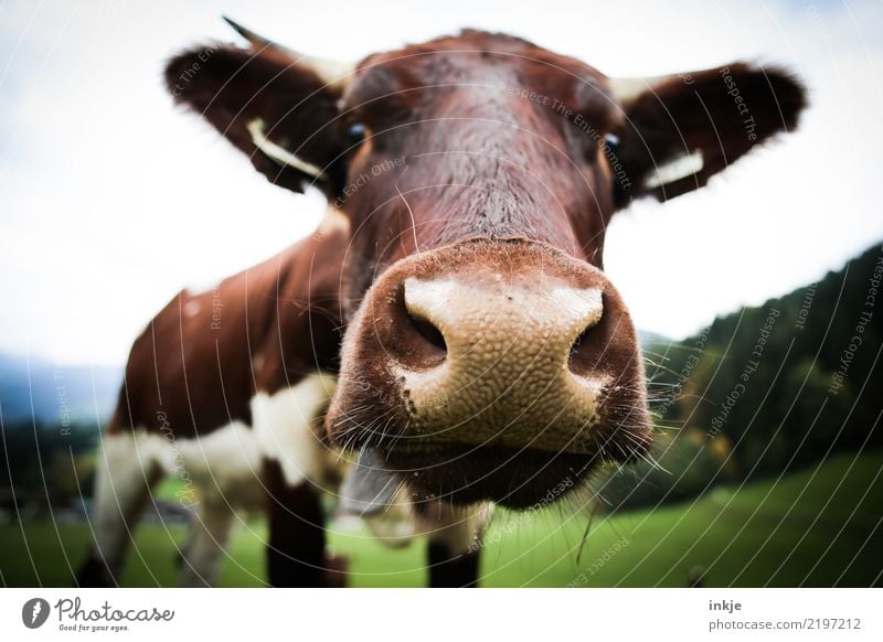 Luisa Ausflug Berge u. Gebirge wandern Umwelt Natur Wiese Feld Nutztier Kuh Tiergesicht 1 Blick nah Neugier Gefühle Interesse Viehhaltung Weide Milchkuh Alm