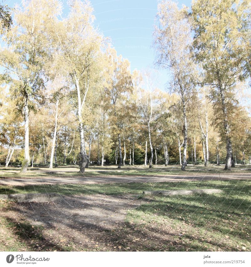 birken Natur Landschaft Herbst Pflanze Baum Birke blau grün Farbfoto Außenaufnahme Menschenleer Tag Schatten Erholungsgebiet ruhig Schönes Wetter viele