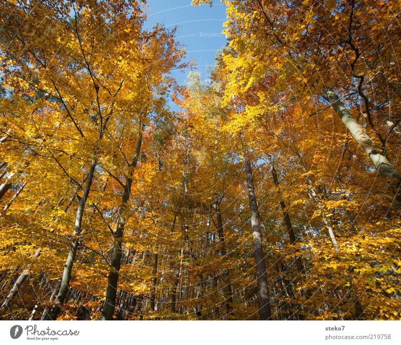 The Golden Age I Herbst Baum Wald alt Wandel & Veränderung Buchenwald leuchtende Farben braun gold Farbfoto Außenaufnahme Menschenleer Weitwinkel Baumkrone
