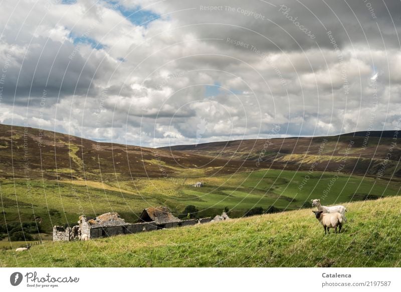 Schottische Hochmoorlandschaft mit Schafe Natur Flora Tier Fauna Landschaft Weide Wiese Moor Ruine Heidekraut Wolken Himmel Nutztier Landwirtschaft Tiergruppe