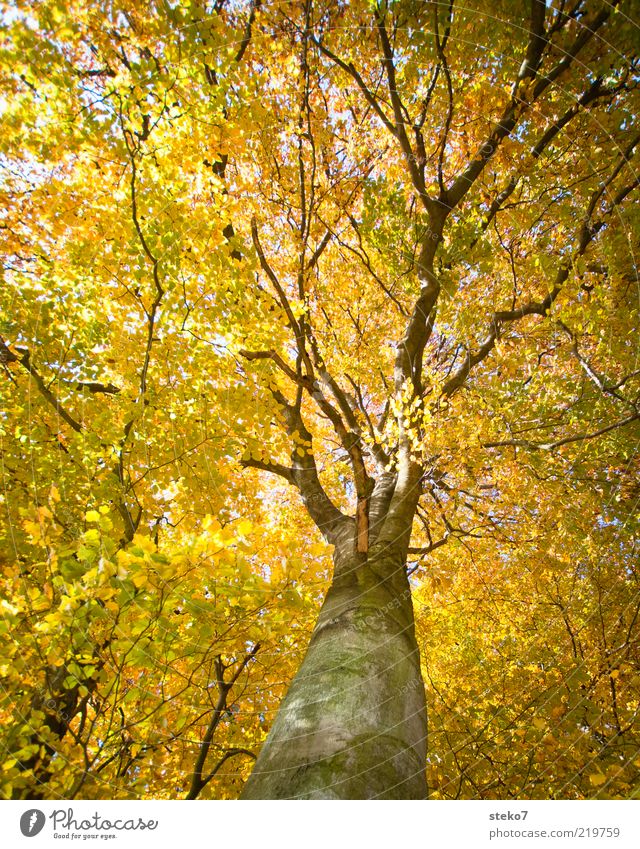 The Golden Age II Herbst Wald alt Wandel & Veränderung Buchenwald Indian Summer luftig Sonnenlicht gelbgold Farbfoto leuchten Baumkrone Blätterdach herbstlich