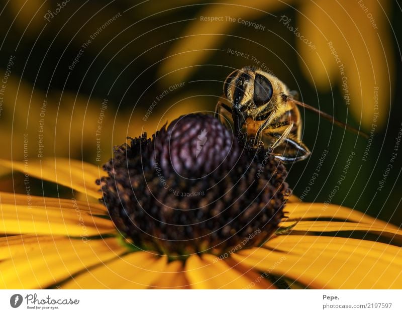 Blüte Umwelt Natur Herbst Blume Tier Biene Flügel Essen füttern genießen krabbeln gelb Nektar Farbfoto Makroaufnahme Tag
