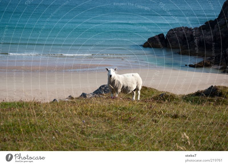 Schottland meets Karibik Wiese Wellen Küste Strand Nutztier Schaf 1 Tier Einsamkeit Ferne Durness Weide Farbfoto Menschenleer Textfreiraum oben