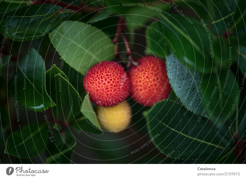 Madroño,  Die roten Früchte des Erdbeerbaums. Natur Pflanze Herbst Grünpflanze Beerensträucher Wald Berge u. Gebirge Spanien Asturias Wachstum schön rund gelb