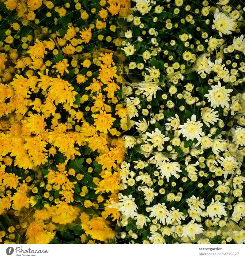[HH 10.1] relativ voll. Valentinstag Muttertag Natur Pflanze Frühling Sommer Blume Blüte Linie Fröhlichkeit frisch gelb weiß Warmherzigkeit Ordnungsliebe