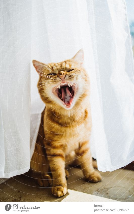 Schlund Häusliches Leben Tier Haustier Katze Tiergesicht Fell Pfote Gebiss Zähne zeigen Zunge 1 schreien sitzen authentisch schön orange weiß Wut Ärger gereizt