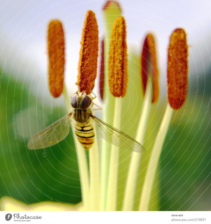 Honigmäulchen Natur Pflanze Tier Frühling Sommer Blatt Blüte Grünpflanze Fliege 1 Farbfoto Außenaufnahme Menschenleer Tag Kontrast Zentralperspektive Blick